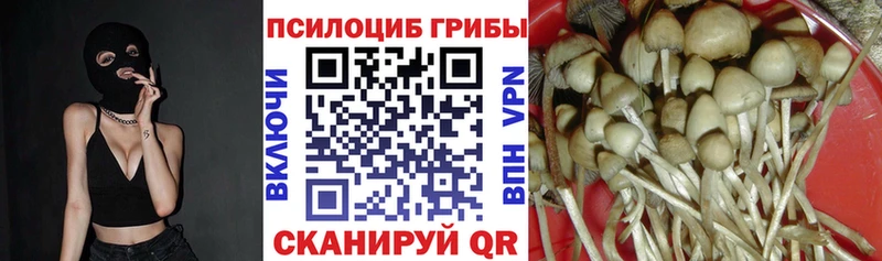 Галлюциногенные грибы Psilocybine cubensis  хочу наркоту  Минеральные Воды 