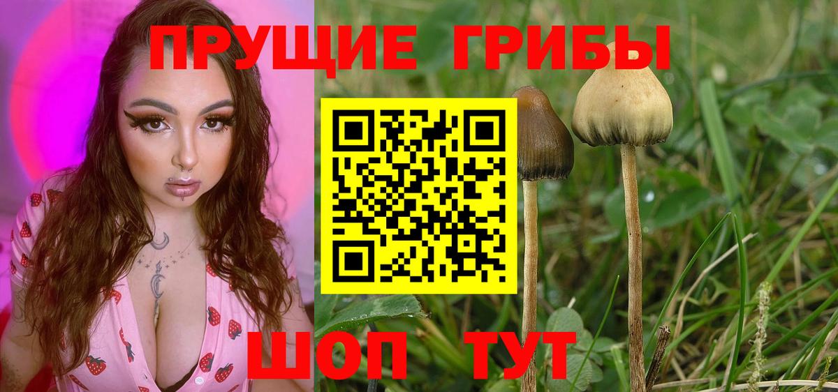 Галлюциногенные грибы Psilocybine cubensis Минеральные Воды